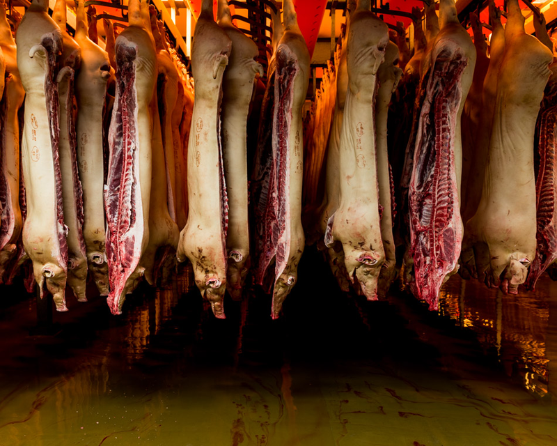 Illustration for article titled Take a Visual Tour of the World's Most Modern Slaughterhouse